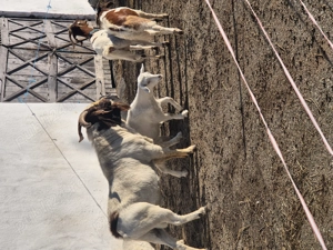 De vanzare țap Boer,  - imagine 2