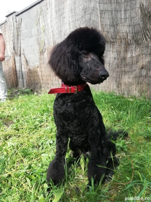 Pudel standard cu pedegree 