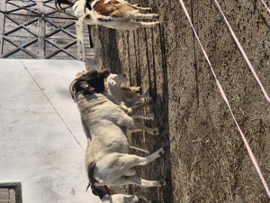 De vanzare țap Boer,  - imagine 4