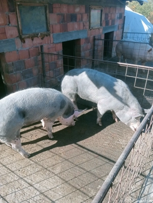 Vând porcii de carne pentru Crăciun începând de la 100-200 kg  - imagine 2