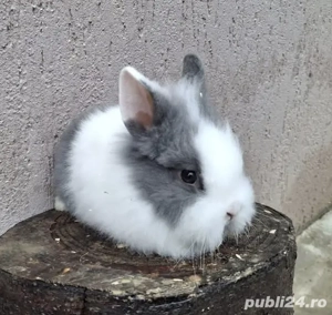 iepurii piticii puii