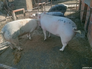 Vând porcii de carne pentru Crăciun începând de la 100-200 kg  - imagine 3