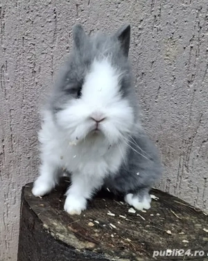 iepurii piticii puii - imagine 2