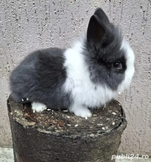 iepurii piticii puii - imagine 4