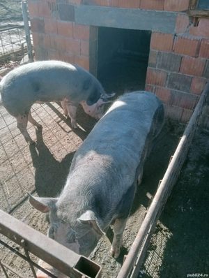 Vând porcii de carne pentru Crăciun începând de la 100-200 kg  - imagine 4