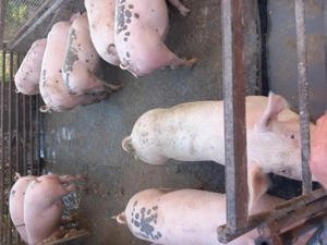 Vând porci de carne