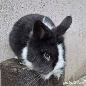 Iepure pitic mascul - imagine 2