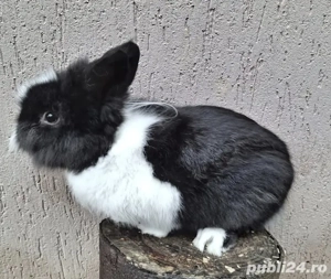 Iepure pitic mascul