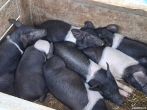 vând 7purcei de 10 săptămâni, Rasa de calitate Bazna  original!