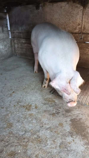 De vanzare pentru mai multe detalii în privat! - imagine 2