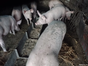 Murături naturale,de la 30 kg pină la 300 kg asigur transport 