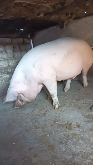 De vanzare pentru mai multe detalii în privat! - imagine 3