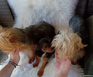 Baiat Yorkshire Terrier de vânzare  - imagine 3