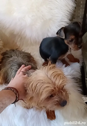 Baiat Yorkshire Terrier de vânzare  - imagine 2