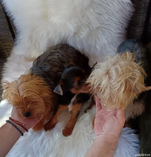 Baiat Yorkshire Terrier de vânzare  - imagine 4