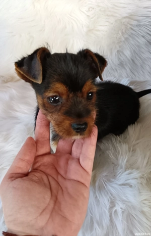 Baiat Yorkshire Terrier de vânzare  - imagine 5