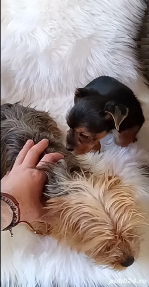 Baiat Yorkshire Terrier de vânzare 