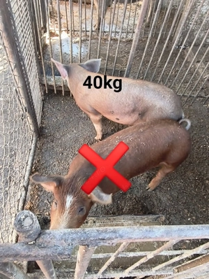 Vand purcei pietrean cu duroc