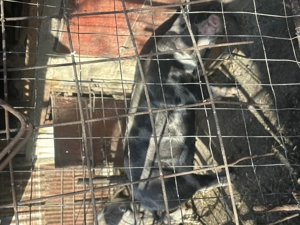 Vand porc pentru sarbatori - imagine 3