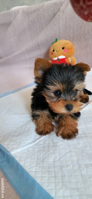 Vand catel Yorkshire terrier