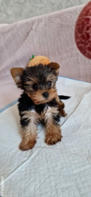 Vand catel Yorkshire terrier - imagine 3