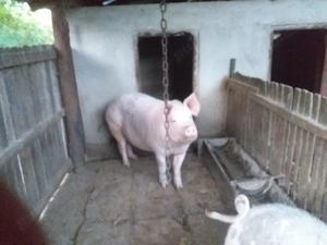 Porci de vanzare