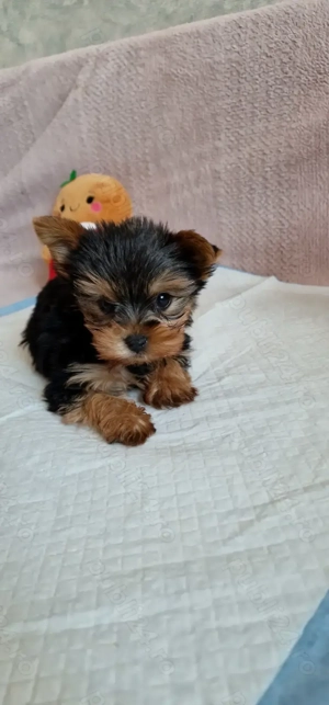 Vand catel Yorkshire terrier - imagine 4
