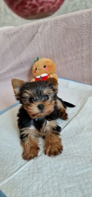 Vand catel Yorkshire terrier - imagine 5