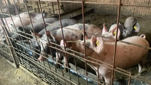 De vânzare grăsuni - imagine 2