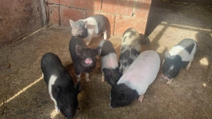 Vietnamezi  - imagine 2