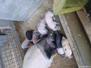 purcei de vanzare 7 saptamani