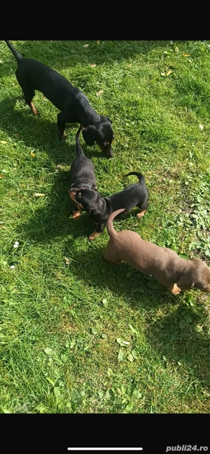 catelusi rasa tekel - imagine 3