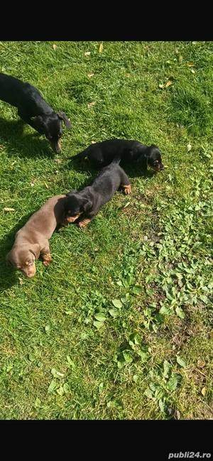 catelusi rasa tekel - imagine 2