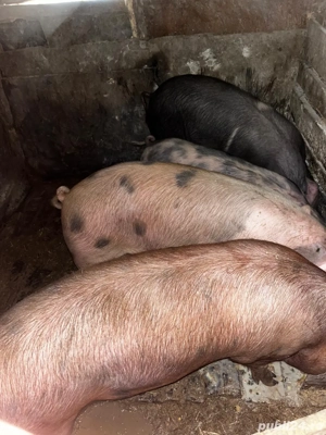 Porci de vanzare 