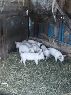 Purcei de vânzare  - imagine 2