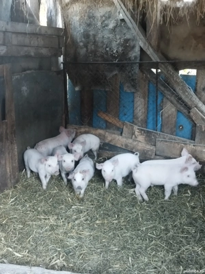 Purcei de vânzare  - imagine 5