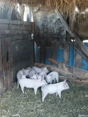 Purcei de vânzare  - imagine 3