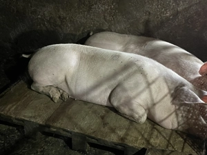 Porci carne vânzare crescuți în gospodărie 