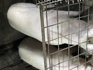 Porci carne vânzare crescuți în gospodărie  - imagine 2