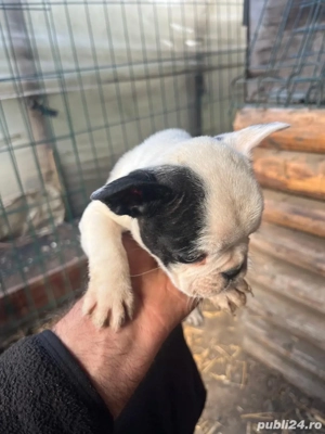 caine buldog francez