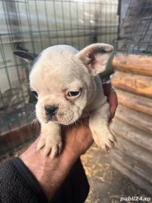 caine buldog francez - imagine 2