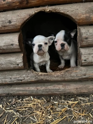 caine buldog francez - imagine 5