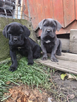 Vând Puii Cane Corso