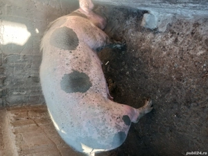 Porci de vanzare  16 Ron