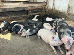 Vand porci pret 15 lei kg - imagine 2