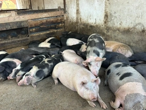 Vand porci pret 15 lei kg