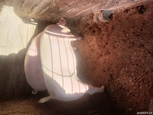 Porci de vanzare  16 Ron - imagine 4