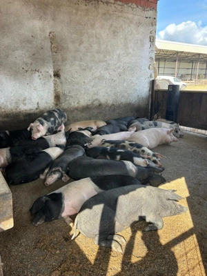 Vand porci pret 15 lei kg - imagine 3