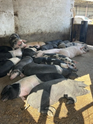 Vand porci pret 15 lei kg - imagine 5