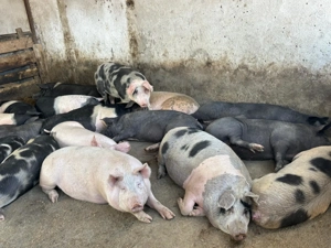 Vand porci pret 15 lei kg - imagine 4